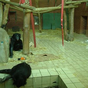 Bonobo house at Twycross Nov 08