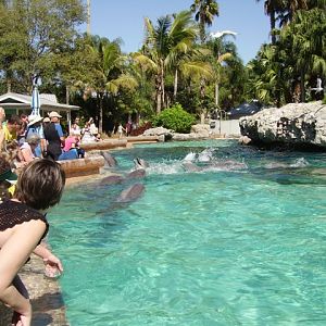 Dolphin Cove