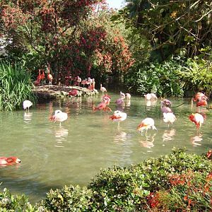 Flamingos