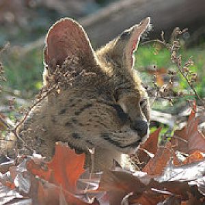 Serval
