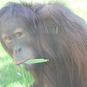 Orangutan