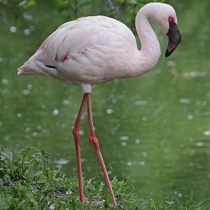 Lesser Flamingo (Phoeniconaias minor)