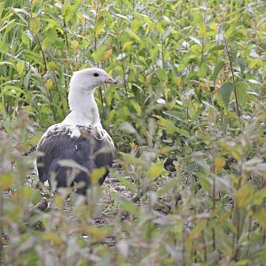 Andean Goose (Chloephaga melanoptera)