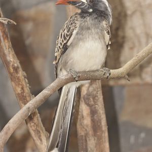 African Grey Hornbill (Tockus nasutus) - male