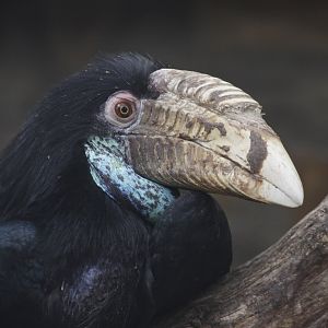 Wreathed Hornbill (Rhyticeros undulatus) - female