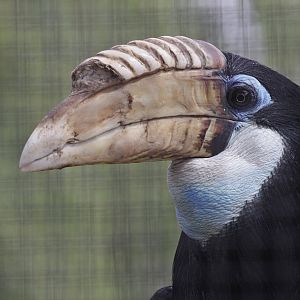 Papuan Hornbill (Rhyticeros plicatus) - female