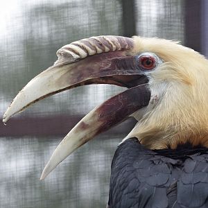 Papuan Hornbill (Rhyticeros plicatus) - male