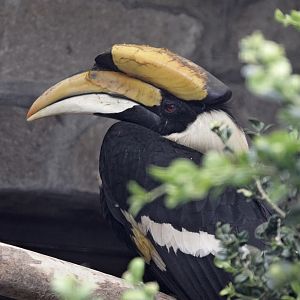 Great Indian Hornbill (Buceros bicornis)
