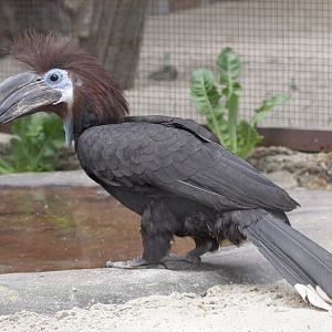 Black-casqued Hornbill (Ceratogymna atrata) - female
