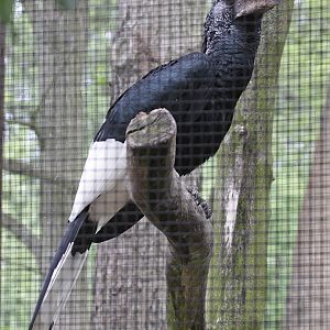 Black & White Casqued Hornbill (Bycanistes subcylindricus subquadra