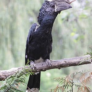 Silvery-cheeked Hornbill (Bycanistes brevis) - male