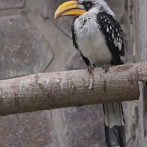 Yellow-billed Hornbill (Tockus flavirostris)