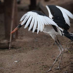 saddle bill stork taking flight