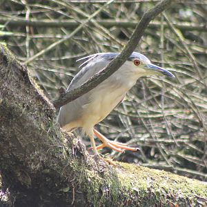 wild night heron