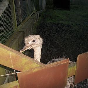 Sewerby Zoo, first photos of the year 1st January 2013