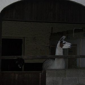 Sewerby Zoo, first photos of the year 1st January 2013