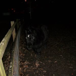 Sewerby Hall and Gardens, first photos of the year 1st January 2013