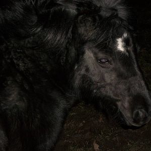 Sewerby Hall and Gardens, first photos of the year 1st January 2013