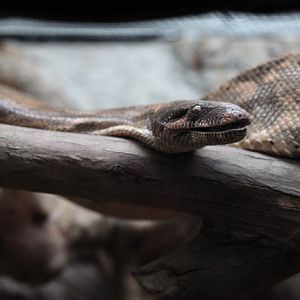 hog island boa constrictor