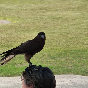 Chimango caracara in show, December 2012.