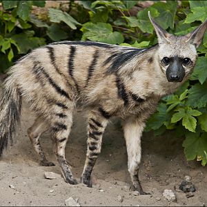 Aardwolf at Berlin Tierpark