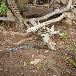 Blue Tongue Skink Enclosure