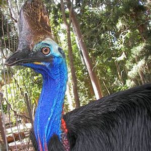 Cassowary Adult