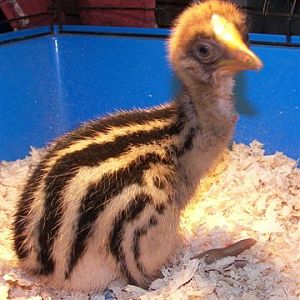 Cassowary Chick 1 Day Old