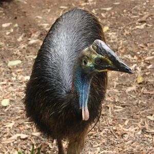Cassowary Juvenile
