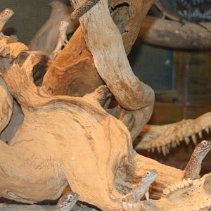 Central Netted Dragon