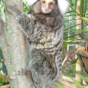 Common Marmoset