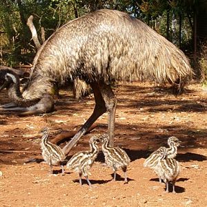 Emu 7