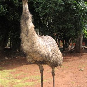 Emu 1