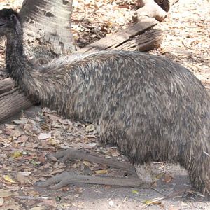 Emu 3