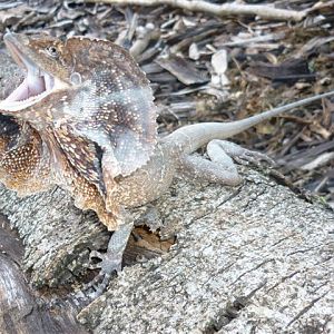 Frilled Necked Lizard