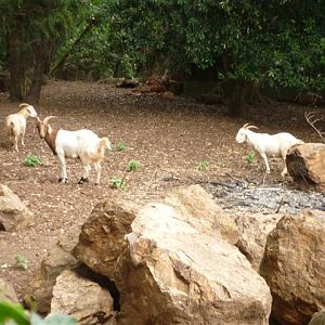 Goat Enclosure