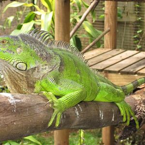 Green Iguana