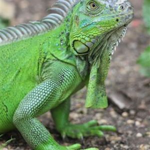 Green Iguana