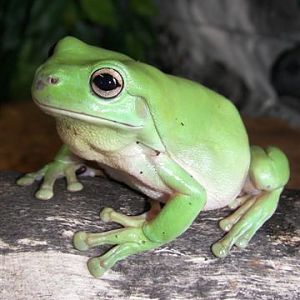 Green Tree Frog
