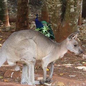 Kangaroo