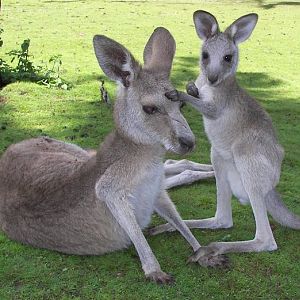 Kangaroo