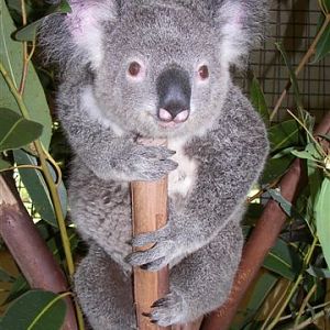 Koala