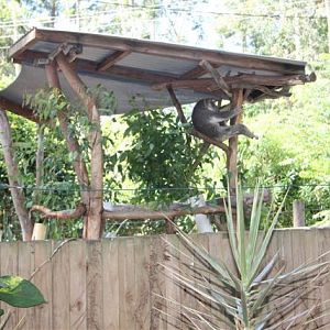 Koala Enclosure