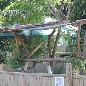 Koala Enclosure