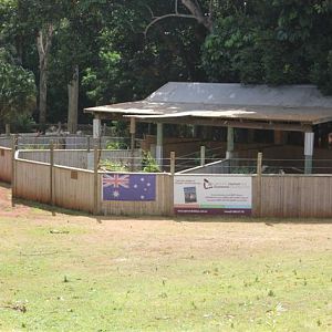 Koala Enclosure