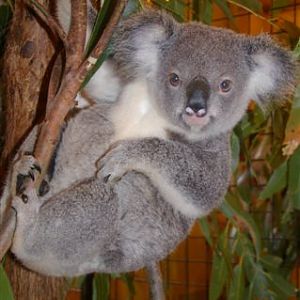 Koala Nursery