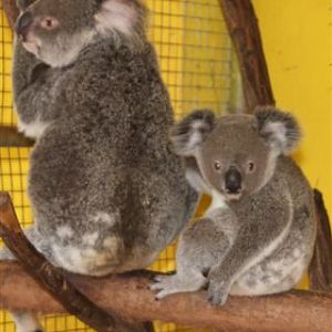 Koala Nursery