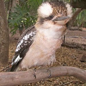 Kookaburra