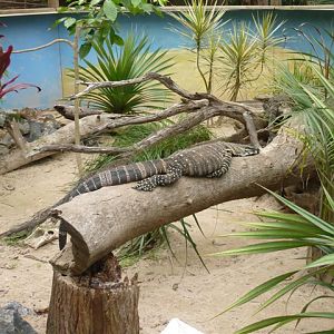 Lace Monitor Enclosure