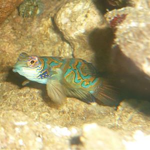 Mandarin Fish